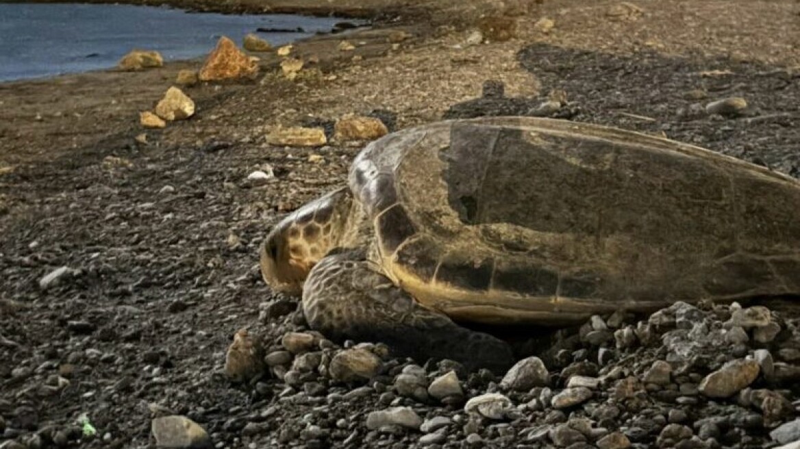 Χελώνα καρέτα καρέτα γέννησε σε παραλία της Αναβύσσου ενώ καιγόταν η Κερατέα