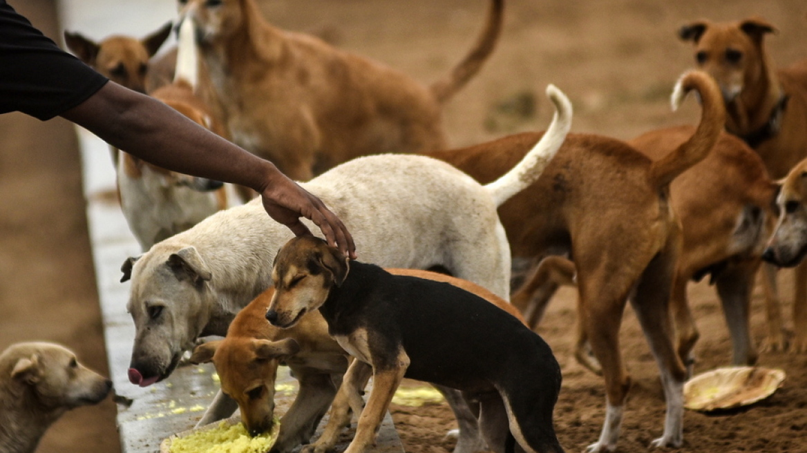 Διορία δύο μηνών από το Ανώτατο Δικαστήριο στην Ινδία για να μαζέψουν όλα τα αδέσποτα σκυλιά από το Δελχί
