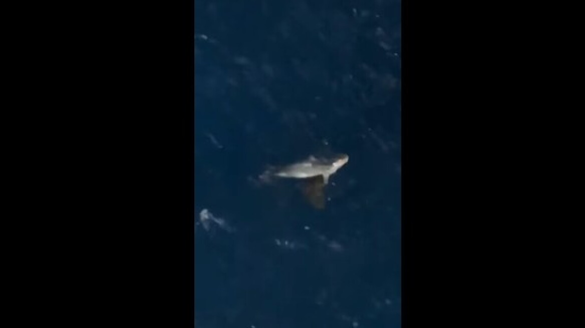 Η στιγμή που φώκια επιτίθεται σε χελώνα Caretta caretta στο λιμάνι της Σύρου - Δείτε βίντεο