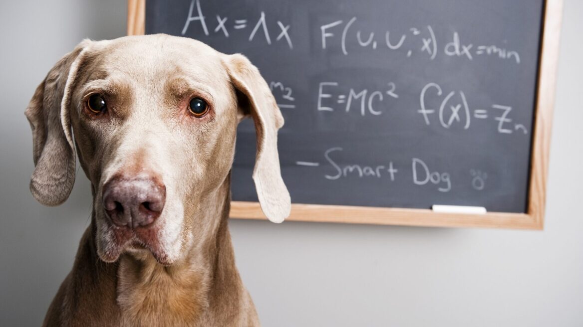 Κάντε το τεστ για σκύλους και δείτε πόσο έξυπνος είναι ο δικός σας