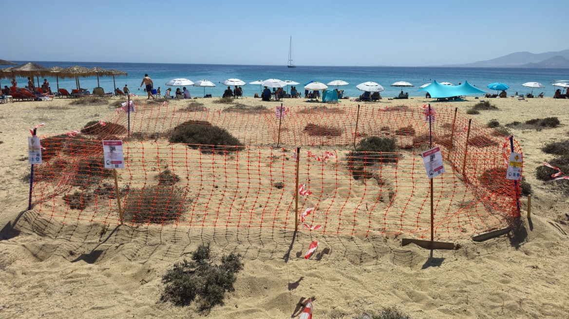 Δεύτερη φωλιά θαλάσσιας χελώνας στην Νάξο - Δείτε φωτογραφίες