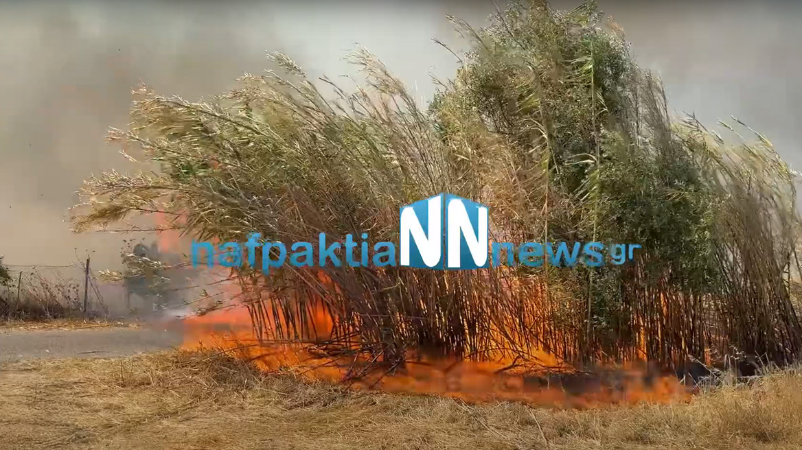 Φωτιά τώρα στον Γαλατά Αιτωλοακαρνανίας - Μήνυμα 112 για ετοιμότητα, δείτε βίντεο
