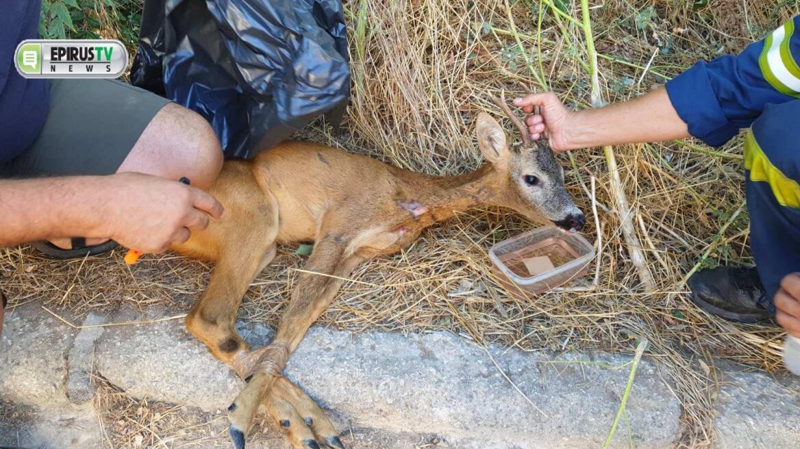 Διάσωση ζαρκαδιού ου περιπλανιόταν στην πόλη των Ιωαννίνων - Δείτε βίντεο και φωτογραφίες