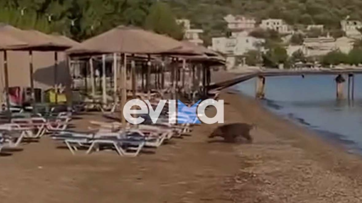 Αγριογούρουνο έκανε μπάνιο σε παραλία της Εύβοιας - Δείτε βίντεο 