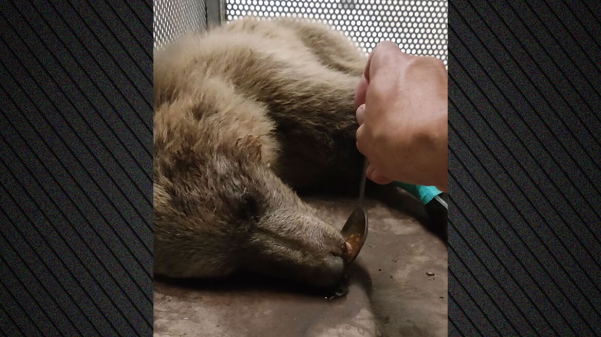 Αρκτούρος: Αισιοδοξία για την Κίρκη τη νεαρή αρκούδα που τραυματίστηκε σοβαρά σε τροχαίο