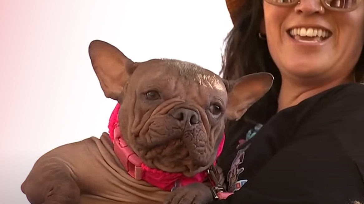 Petunia: O «Ασχημότερος Σκύλος του Κόσμου» για το 2025