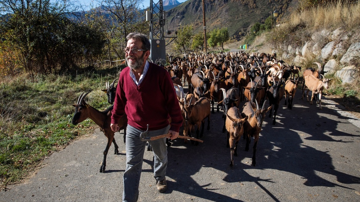 Ισπανία: Πεινασμένες κατσίκες στους δρόμους προστατεύουν την Καταλονία από τις πυρκαγιές (βίντεο)
