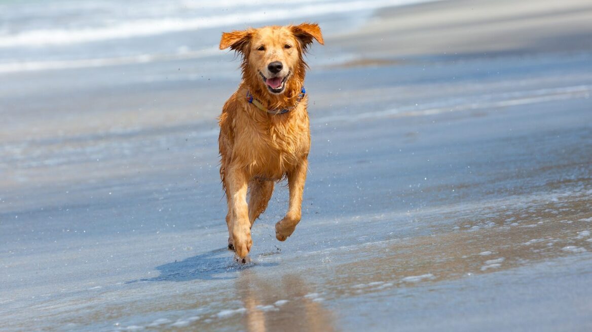 Σκύλος στην παραλία και τη θάλασσα: Αυτά τα 3 πράγματα δεν επιτρέπει ο νόμος