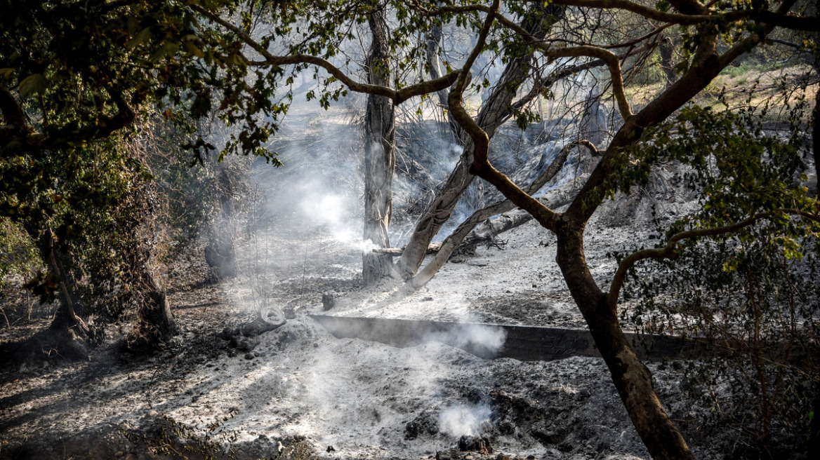 Πρέπει να σχεδιαστεί το μέλλον της κλιματικής προσαρμογής της Πάτρας μετά τις φωτιές, λέει καθηγητής πανεπιστημίου