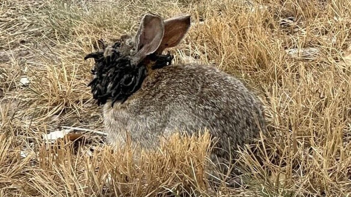 Ανησυχία στις ΗΠΑ από κουνέλια-Φράνκεσταϊν με κέρατα στο κεφάλι - Πού οφείλονται οι απόκοσμες εικόνες
