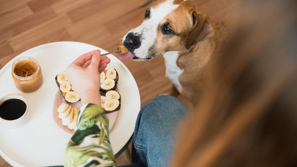 Τα καλοκαιρινά δροσιστικά σνακ που θα λατρέψει ο σκύλος σας
