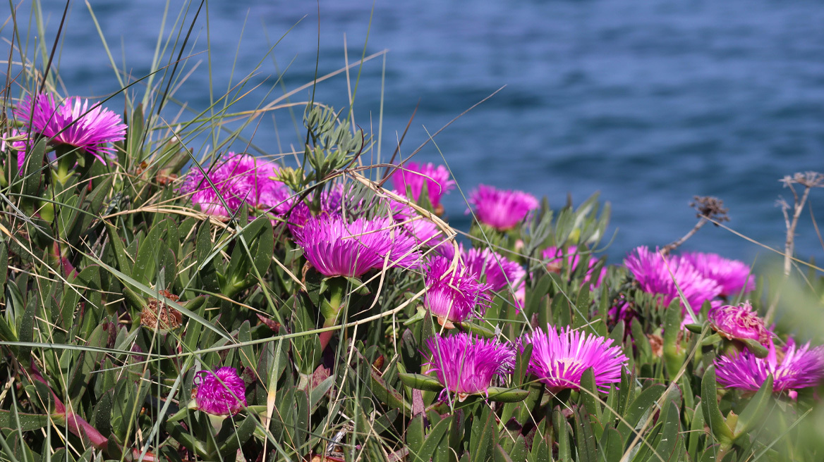 Προσοχή: Μην πατάτε τα λουλούδια της παραλίας
