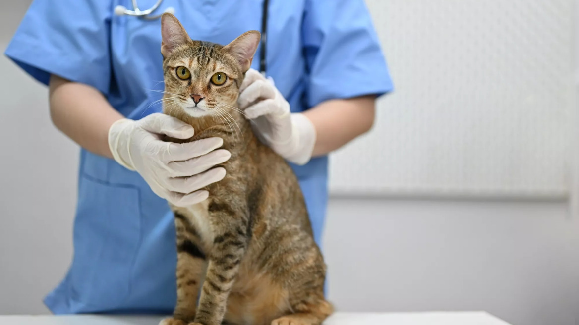 Οι 6 σοβαρές ασθένειες της γάτας που μπορείτε να αποτρέψετε