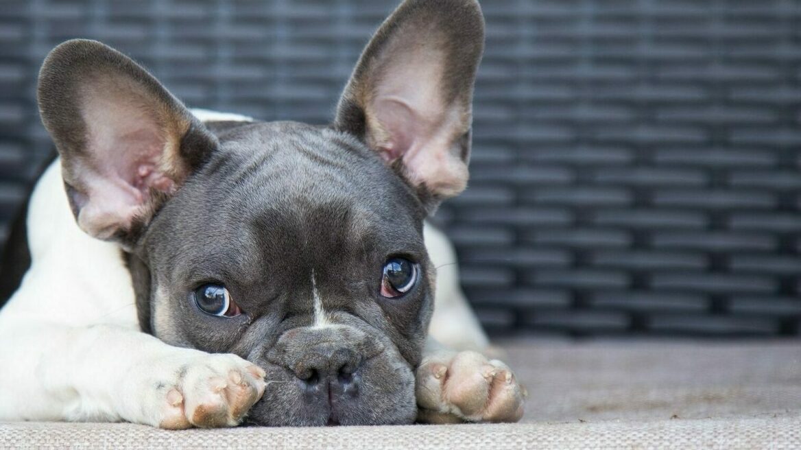 Αυτά είναι τα σημάδια που δείχνουν ότι ο σκύλος σας είναι παραμελημένος