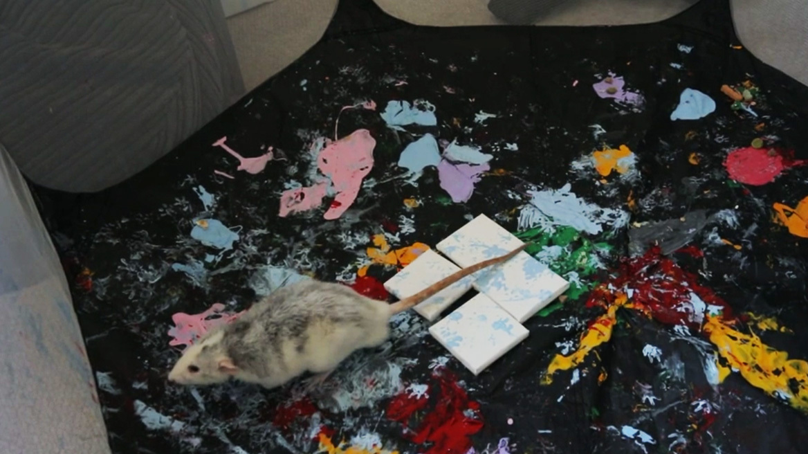 Τα ποντίκια που έγιναν... καλλιτέχνες: 18χρονη έχει κερδίσει πάνω από 2.000 ευρώ πουλώντας ζωγραφιές των αρουραίων της - Δείτε βίντεο
