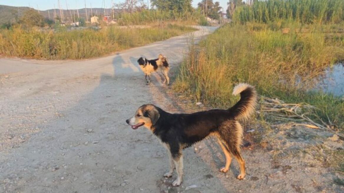 Γυναίκα δέχθηκε επίθεση από αδέσποτα σκυλιά στη Μαγνησία - Φώναζε για βοήθεια αλλά κανείς δεν τη βοήθησε
