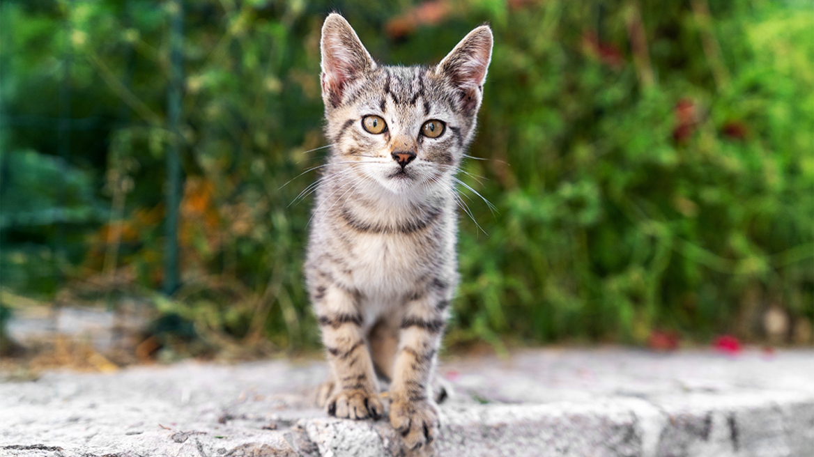 Λάρισα: Συνελήφθη 78χρονος που σκότωσε γάτο - Του επιβλήθηκε πρόστιμο 30.000 ευρώ