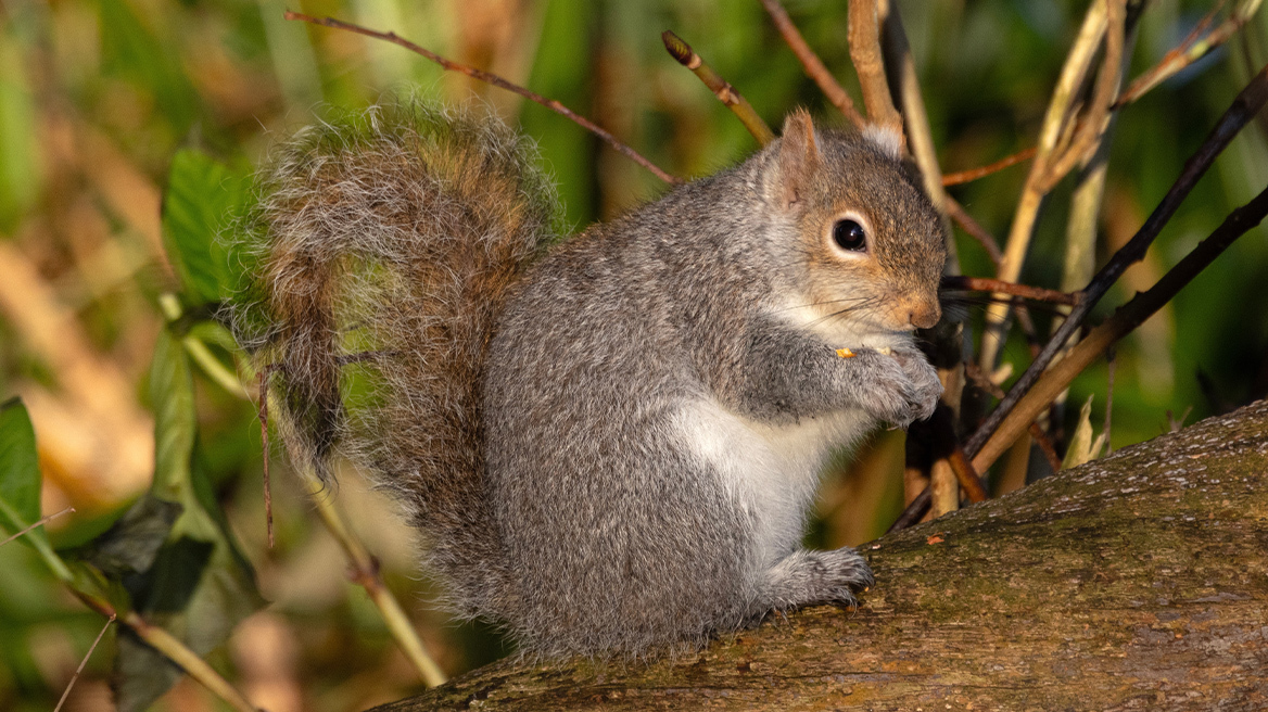 Οι «σκίουροι-ζόμπι» που έχουν προκαλέσει τον τρόμο στις ΗΠΑ