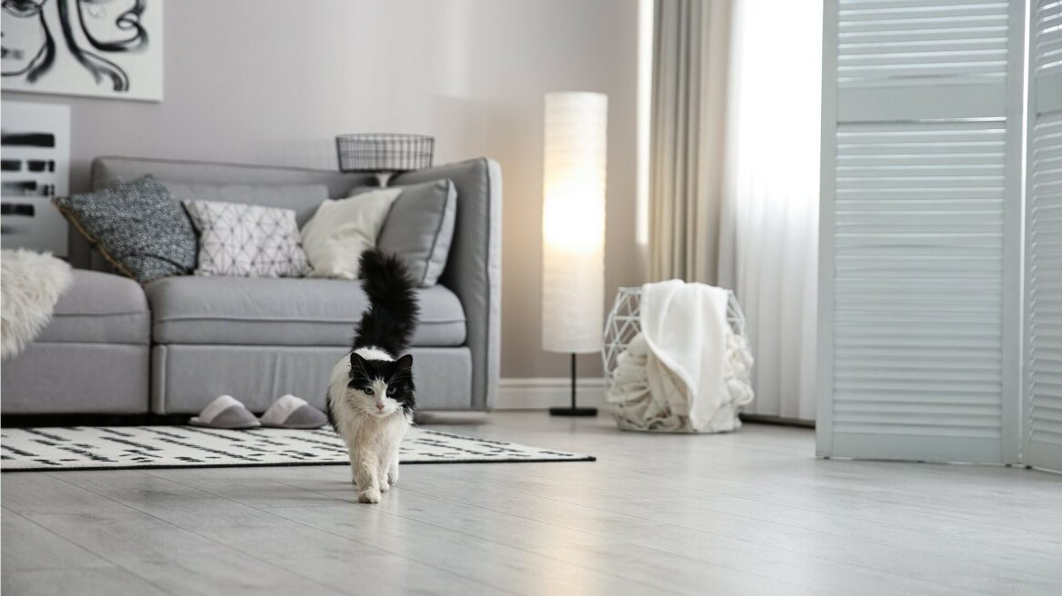 Δείτε τα 3 πράγματα που πρέπει να αλλάξετε στο σπίτι σας αν υιοθετήσετε γάτα