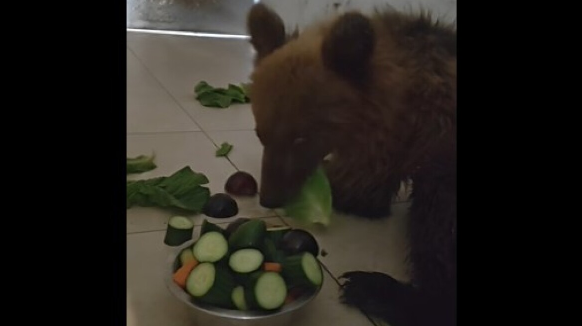 Το αρκουδάκι που τραυματίστηκε σε τροχαίο στην Καστοριά αναρρώνει βήμα βήμα - Δείτε βίντεο