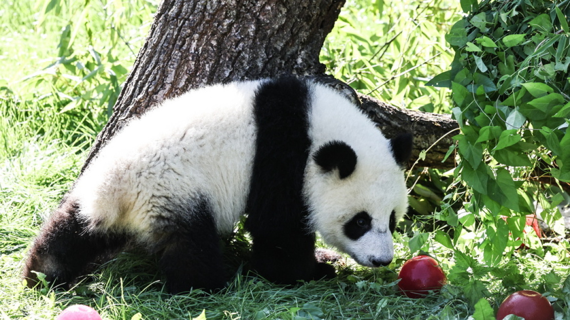Πάρτι γενεθλίων για τα δίδυμα πάντα του ζωολογικού κήπου του Βερολίνου
