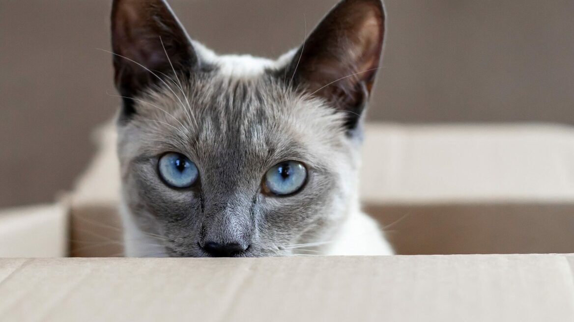 4 πράγματα που πιστεύουμε για τις γάτες αλλά δεν ισχύουν