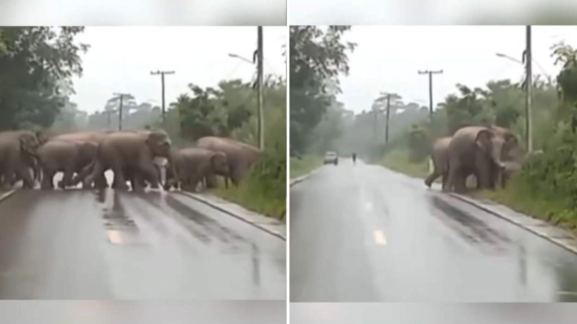 Το συγκινητικό πέρασμα των ελεφάντων: Ο τελευταίος ευχαρίστησε τους οδηγούς που σταμάτησαν για αυτούς