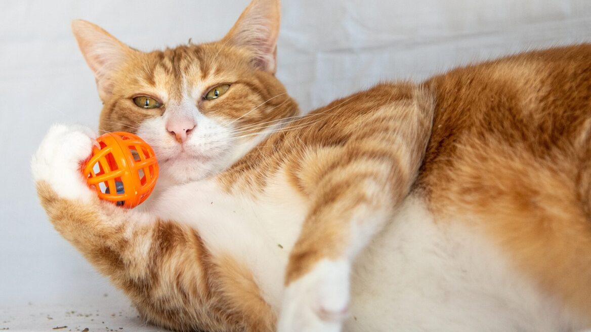 Είναι το catnip ασφαλές για τη γάτα σας; Τα ναι και τα όχι στη χρήση του
