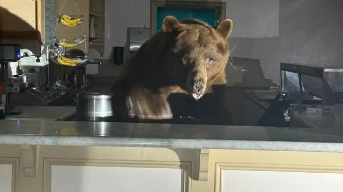 Πελώρια καφέ αρκούδα εισέβαλε σε παγωτατζίδικο στην Καλιφόρνια - Δείτε φωτογραφίες