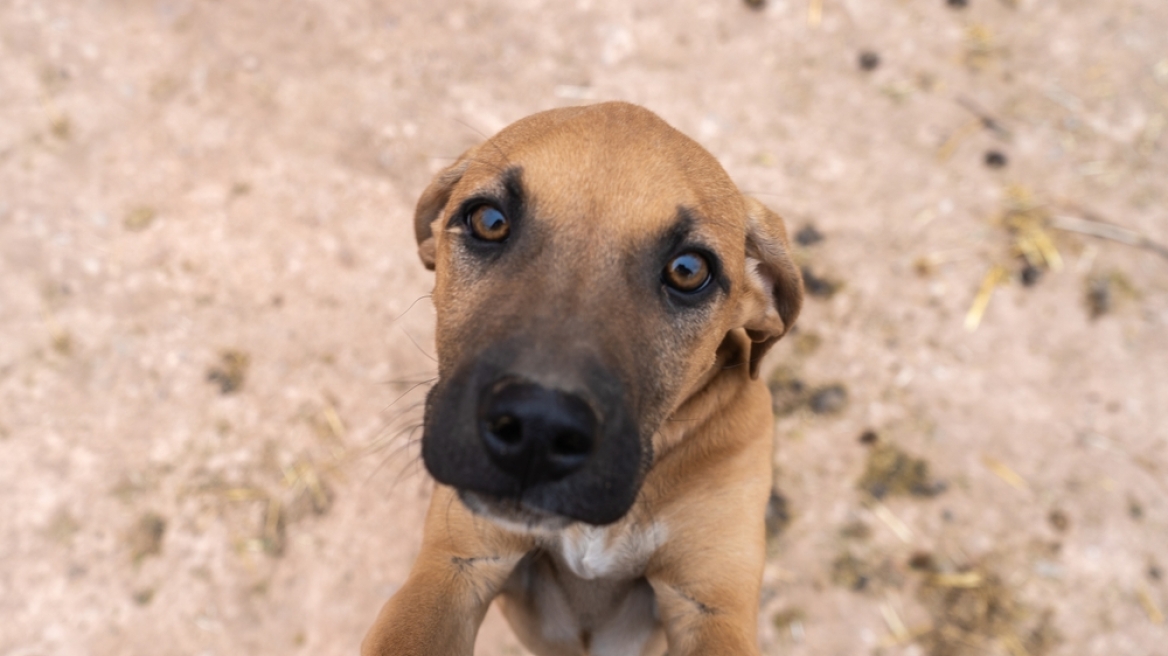 Σοκαριστική υπόθεση κακοποίησης ζώου στην Ερμιονίδα: 81χρονος έσερνε σκύλο με το αυτοκίνητό του και τον σκότωσε
