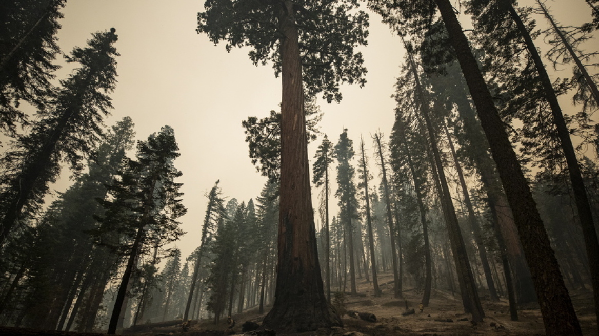 Παράνομη φυτεία μαριχουάνας έκτασης 50 στρεμμάτων βρέθηκε μέσα σε εθνικό πάρκο στη Καλιφόρνια
