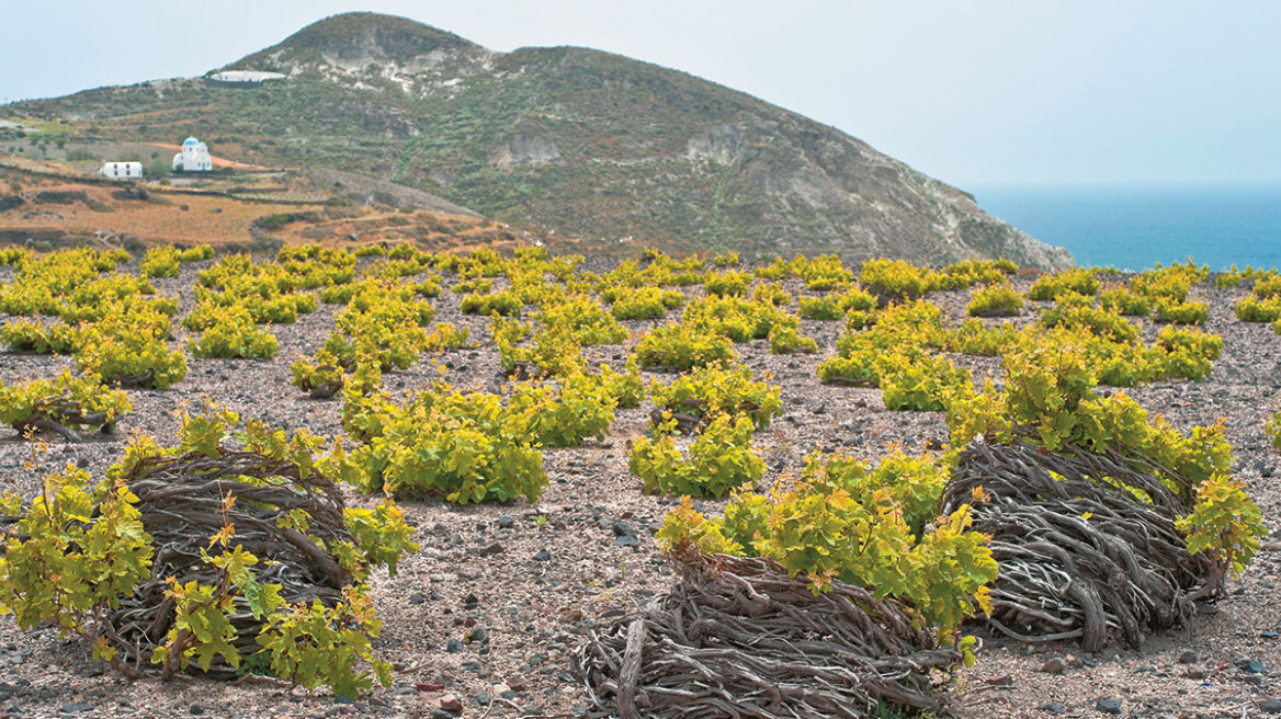 Καταρρέει ο αμπελώνας: Η χειρότερη χρονιά για τον τρύγο της Σαντορίνης