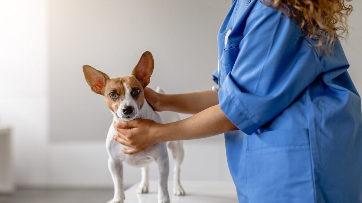 Στείρωση αρσενικού σκύλου: Όλα όσα πρέπει να γνωρίζετε