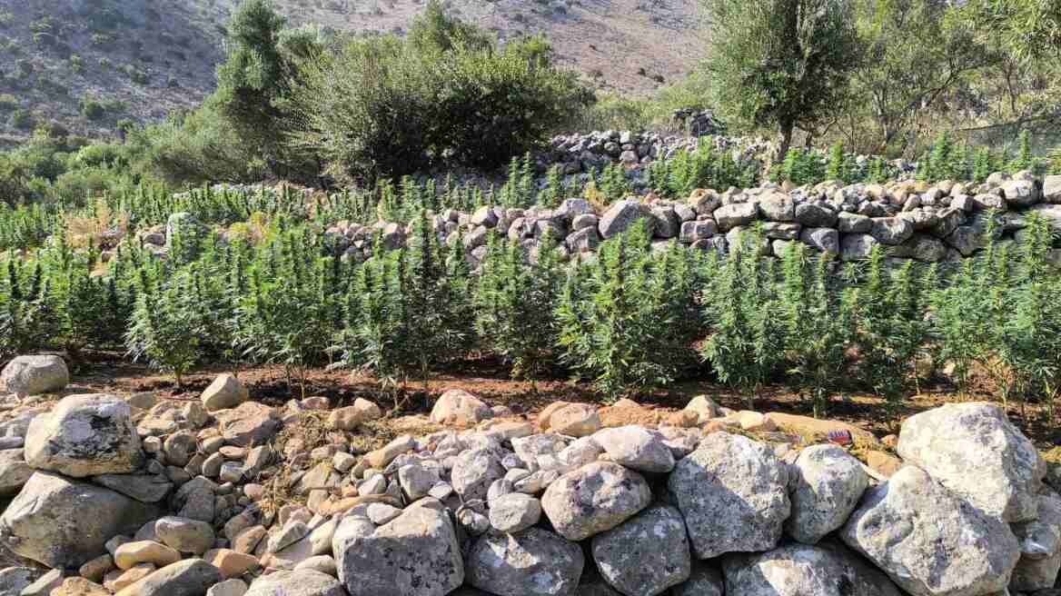 Φυτεία με πάνω από 2.000 δενδρύλλια κάνναβης στην Ανατολική Μάνη - Συνελήφθησαν τέσσερα άτομα