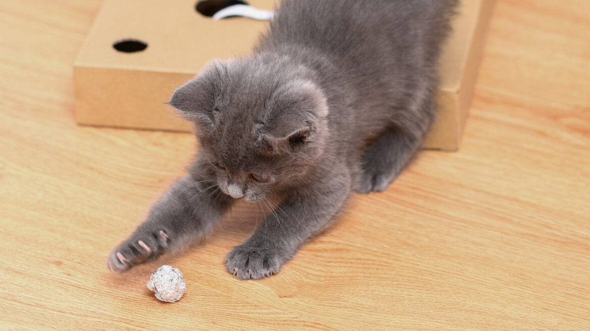 Οι 3 λόγοι που πολλές γάτες δεν θέλουν με τίποτα το αλουμινόχαρτο