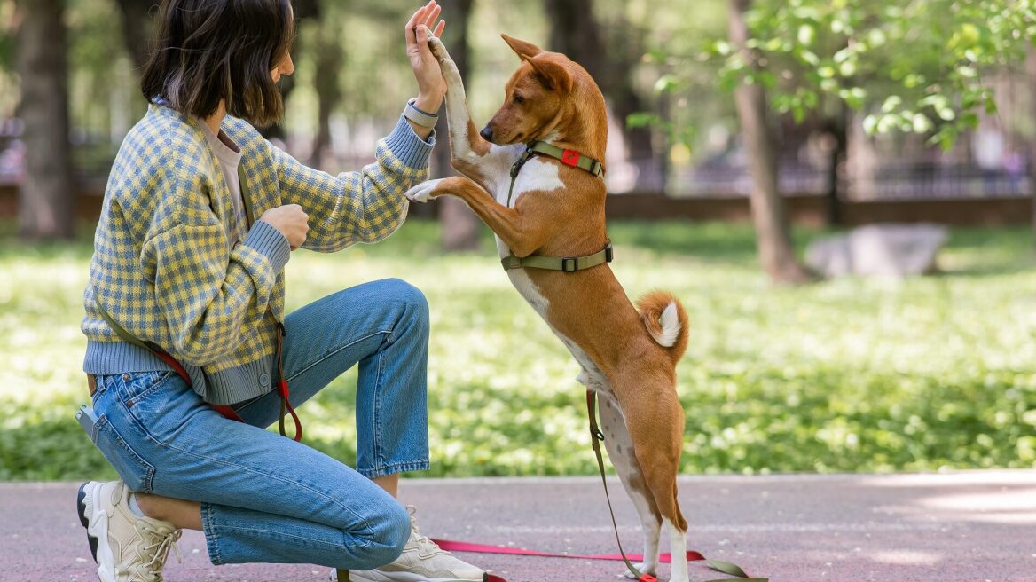 Μάθετε στον σκύλο σας το «Κόλλα 5» σε 4 βήματα