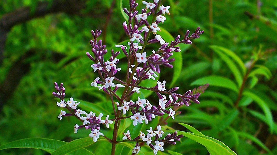 Γιατί η λουίζα αποκαλείται φυτικό Ozempic
