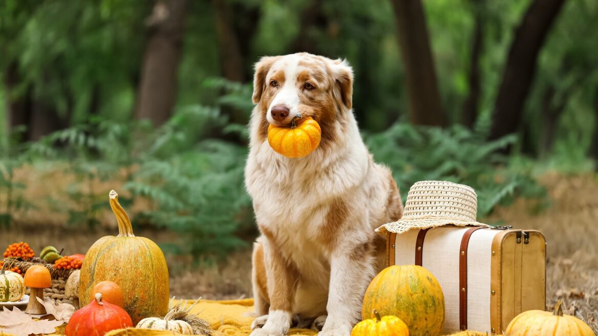 7 τρόφιμα που ίσως δεν γνωρίζατε ότι βοηθούν τον σκύλο σας να ζήσει περισσότερο