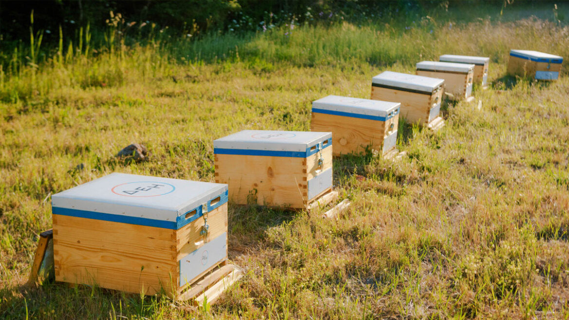 Restart Evros: Η ΔΕΗ στηρίζει την αναγέννηση της φύσης στον Έβρο με 660.000 μέλισσες
