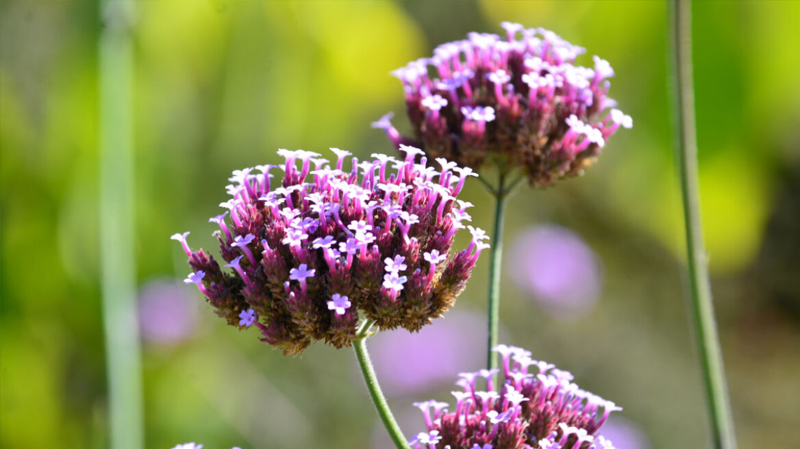 Γιατί η λουίζα αποκαλείται φυτικό Ozempic

