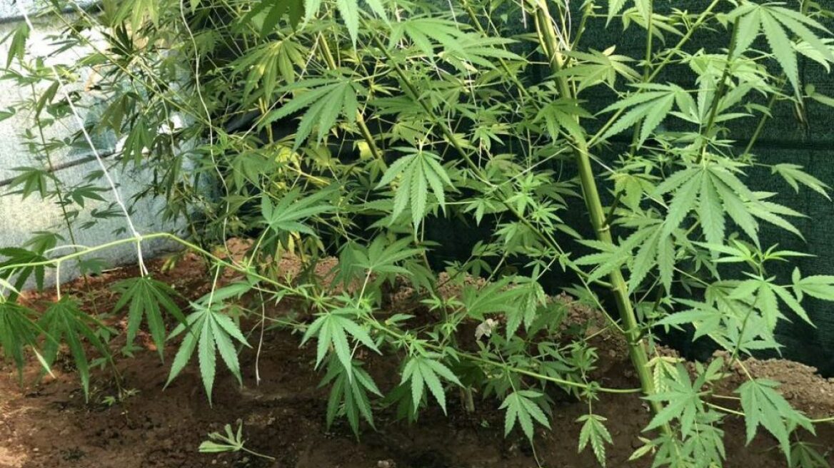 Συνελήφθη 65χρονος στο Ηράκλειο για καλλιέργεια δενδρυλλίων κάνναβης και κατοχή ναρκωτικών
