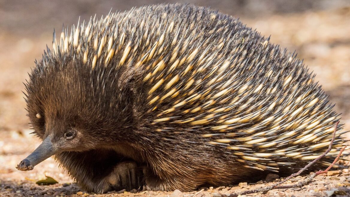 Έχιδνα: Αλήθειες και ψέματα για αυτό το τόσο παράξενο ζώο