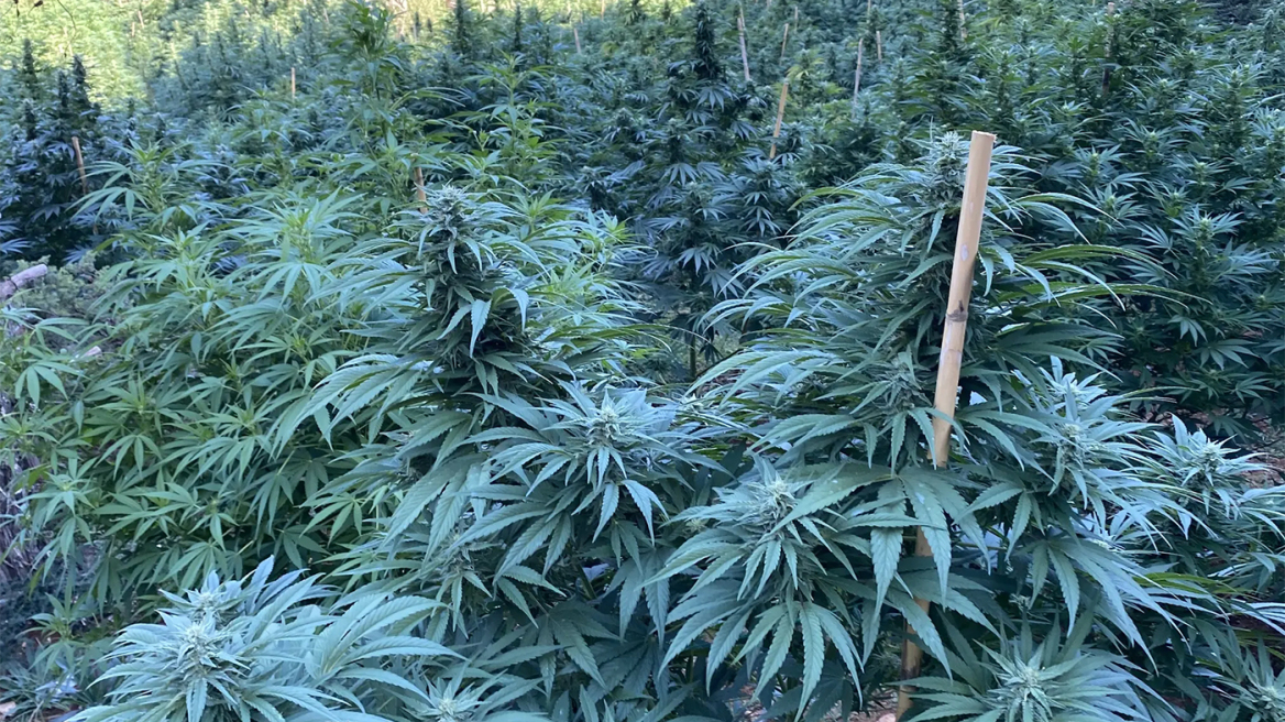 Εντοπίστηκε νέα μεγάλη χασισοφυτεία στην Ορεινή Κορινθία - Ξεριζώθηκαν τα δενδρύλλια, αναζητούνται οι υπεύθυνοι