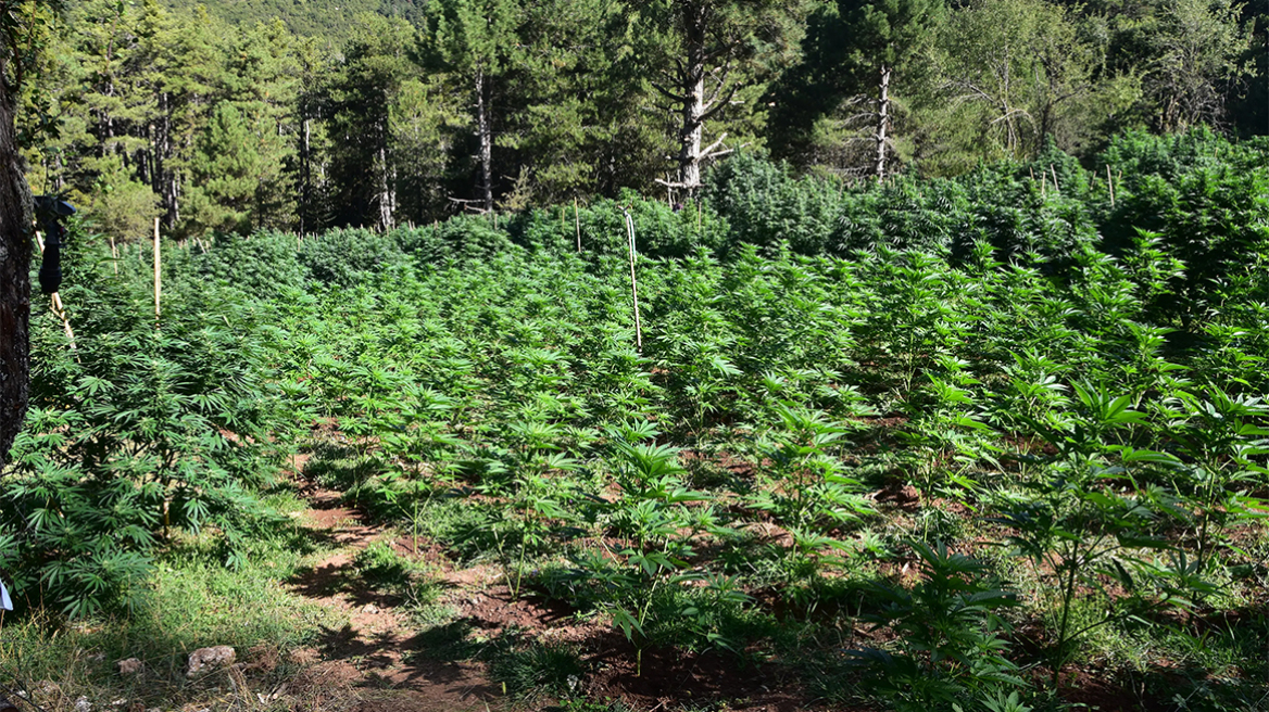 Φυτεία κάνναβης με 576 δενδρύλλια στη Φθιώτιδα - Κέρδη έως και 864.000 ευρώ για τους καλλιεργητές, δείτε φωτογραφίες