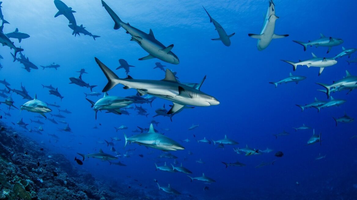 Άγνωστα και περίεργα πράγματα που θα θέλατε να γνωρίζετε για τους καρχαρίες