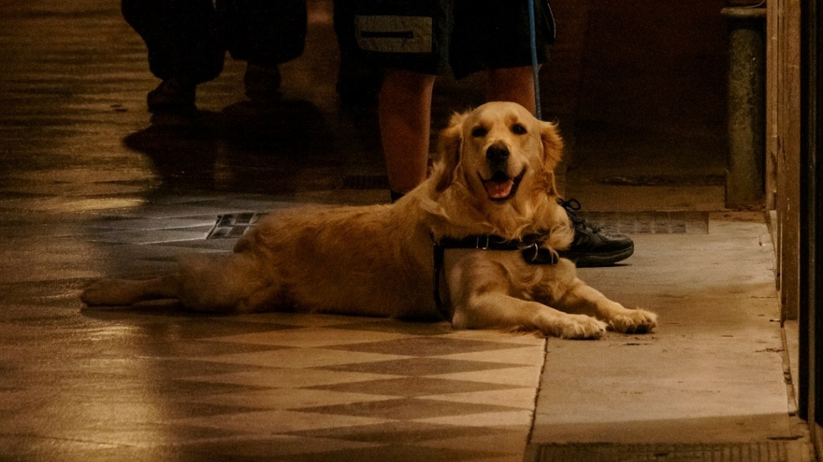 Περού: Σκύλος αποτρέπει τρομοκρατική επίθεση με δυναμίτη – Δείτε το video