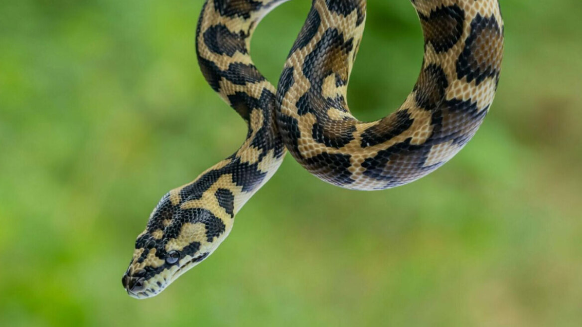 Big 4: Γιατί τα τέσσερα πιο δηλητηριώδη φίδια εξαπλώνονται
