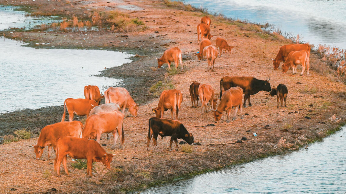 Τα μυστικά αίτια της ακρίβειας - Γιατί το μοσχαράκι ξεπέρασε τα €20  και πώς η ευλογιά θερίζει κοπάδια και... κτηνοτρόφους