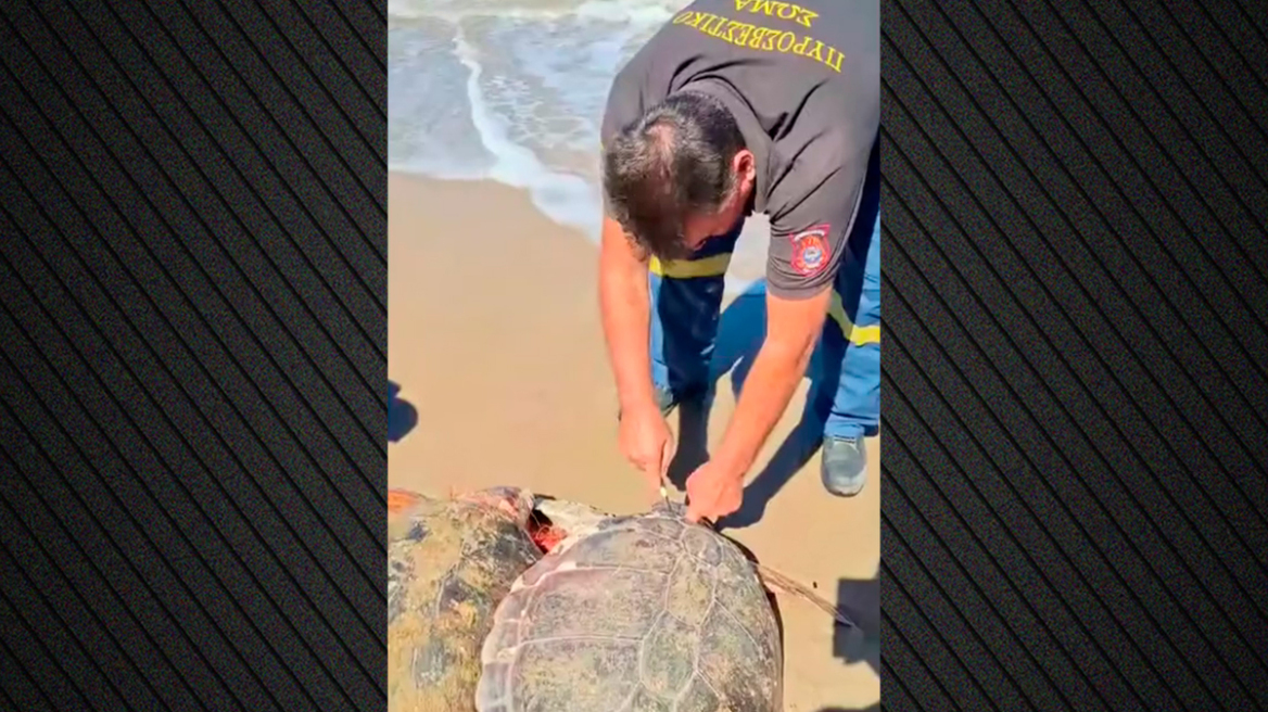 Πυροσβέστες στην Ηλεία διέσωσαν δύο χελώνες caretta caretta που είχαν παγιδευτεί σε δίχτυα ψαράδων, δείτε βίντεο
