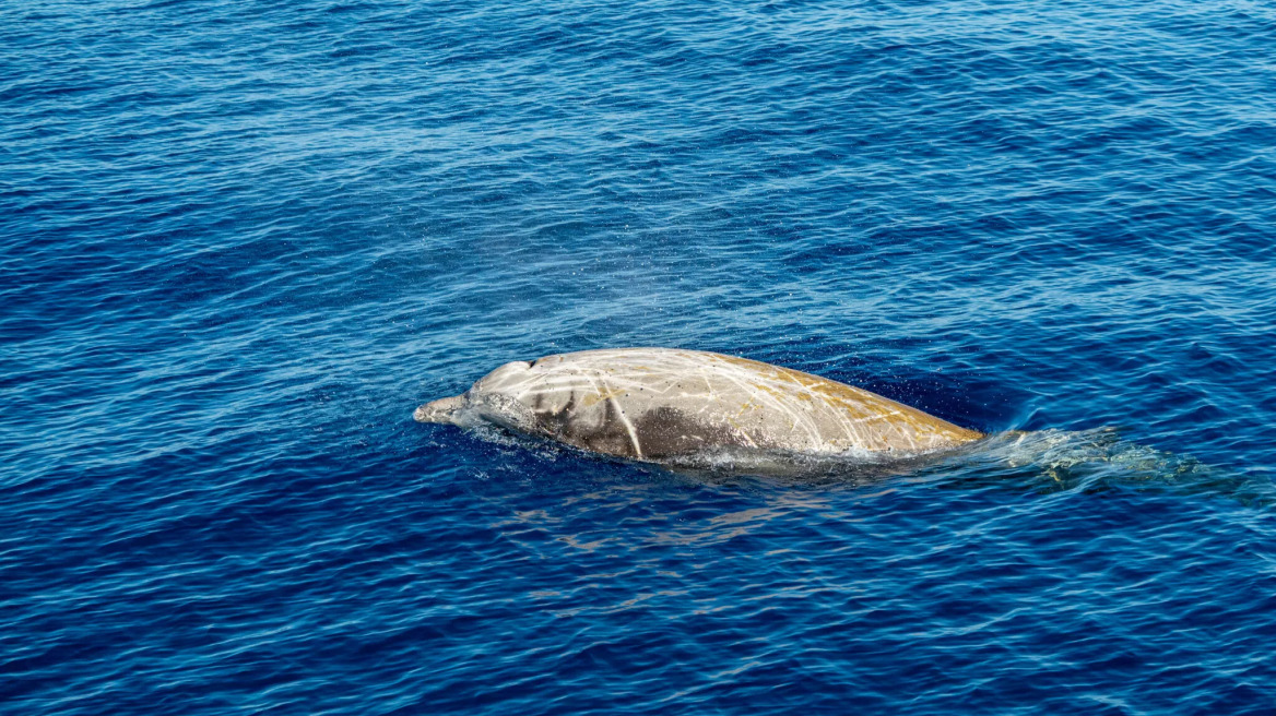 Τι είναι ο μυστηριώδης ζιφιός που εμφανίστηκε στην Τάφρο της Ικαρίας